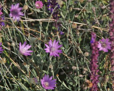 Прикрепленное изображение: IMGP6548.jpg